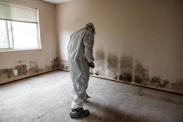 Best Commercial Mold Inspection  in USA